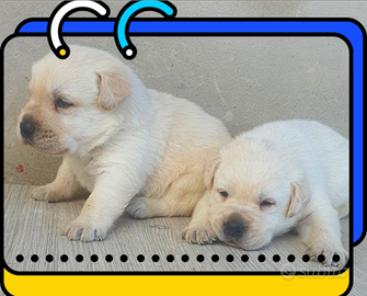 Labrador con pedigree ENCI