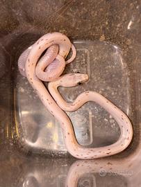 Serpente del grano