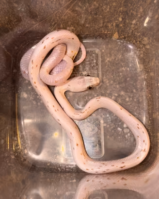 Serpente del grano