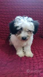 Bichon a poli frise avanais