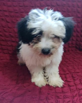 Bichon a poli frise avanais