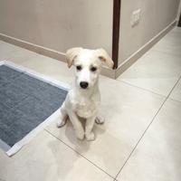 Cucciolo cane 4 mesi taglia piccola