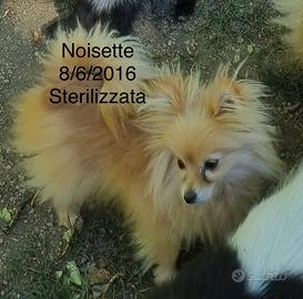 Esemplare femmina diSpitz tedesco nano