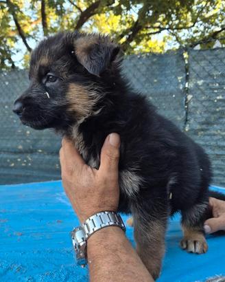 Cuccioli pastore tedesco pelo corto