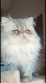 Gatto persiano