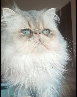 Gatto persiano