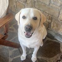 Labrador maschio per accoppiamento