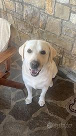 Labrador maschio per accoppiamento
