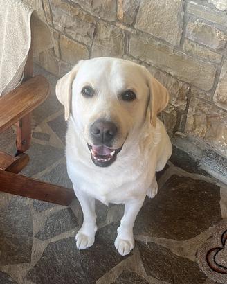 Labrador maschio per accoppiamento