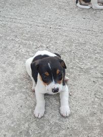 Cuccili di Jack russell