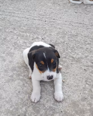 Cuccili di Jack russell