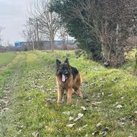 Pastore tedesco femmina