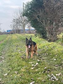 Femmina 2 anni pastore tedesco pelo lungo