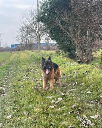 Femmina 2 anni pastore tedesco pelo lungo