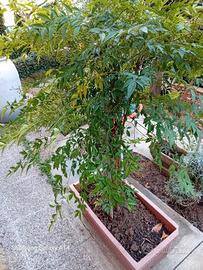 Piante di nandina in vaso