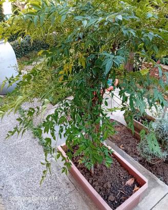 Piante di nandina in vaso