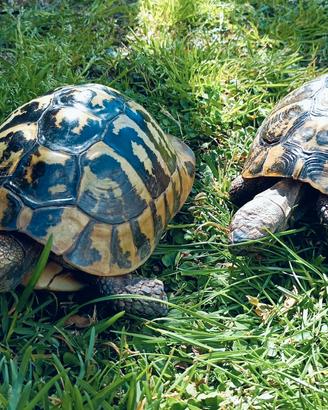 Tartarughe di terra