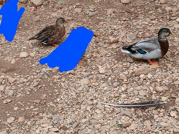 Anatra nana becco corto