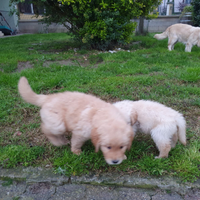 Cuccioli golden retriever