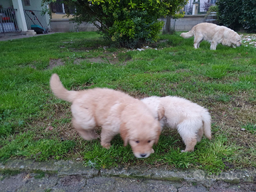 Cuccioli golden retriever