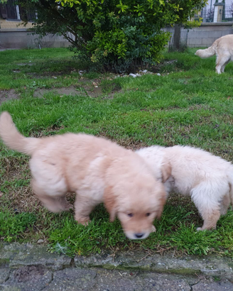 Cuccioli golden retriever