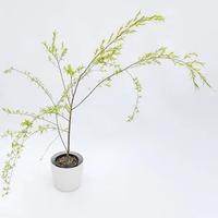 Talee per bonsai di salix babilonica