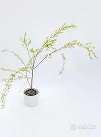 Talee per bonsai di salix babilonica