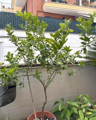 Pianta di limone