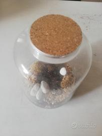 vaso per terrarium