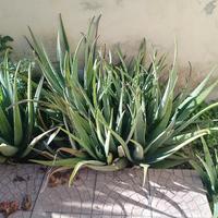 piante aloe 