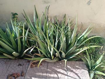 piante aloe 