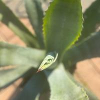 Agave americana