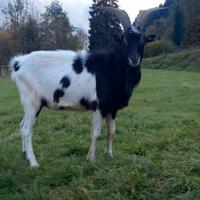Becco razza capra pezzata mochena