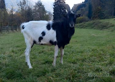 Becco razza capra pezzata mochena