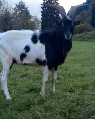 Becco razza capra pezzata mochena