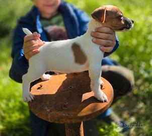 Jack Russell terrier gamba corta pelor raso