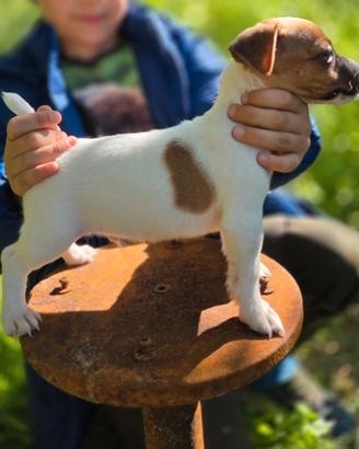 Jack Russell terrier gamba corta pelor raso