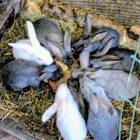 Conigli svezzati pronti per ingrasso 6 in esubero