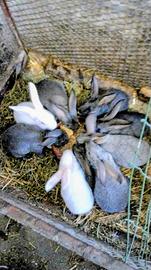 Conigli svezzati pronti per ingrasso 6 in esubero