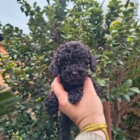 Barboncino toy nero maschietto