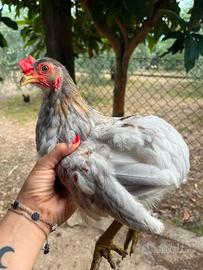 Pulcinotto di Araucana