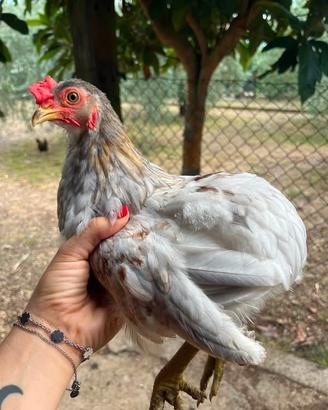Pulcinotto di Araucana