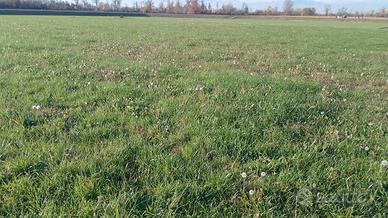 TERRENO prato 4000 m² per 1-2 cavalli Cuneo