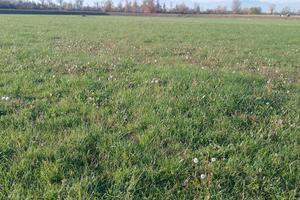 TERRENO prato 4000 m² per 1-2 cavalli Cuneo