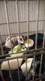 Petauro Dello Zucchero