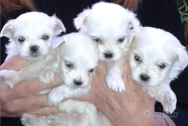 Maltese maschio e femmina la taglia piu piccola