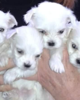 Maltese maschio e femmina la taglia piu piccola