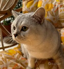 Scottish Straight Shorthair Chinchilla per monta