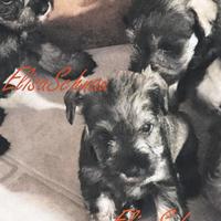 Schnauzer Nano Pepe e Sale cucciolo