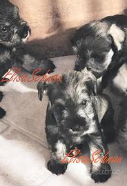 Schnauzer Nano Pepe e Sale cucciolo